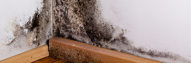 Mold Remediation Company Toronto 