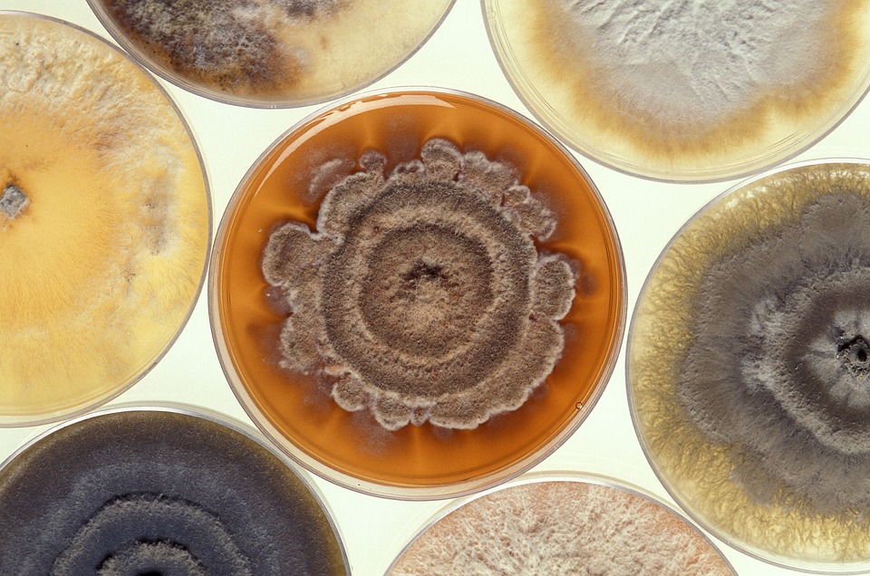 Mold Facts - Fungus Classifications 