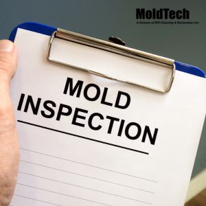 mold inspection vaughan
