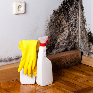 mould remediation mississauga