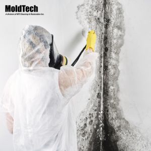 mold remediation mississauga
