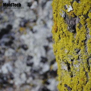 mold removal aurora