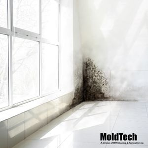 mold removal aurora