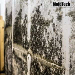 mold removal aurora