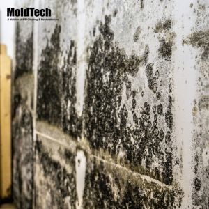 mold removal bradford