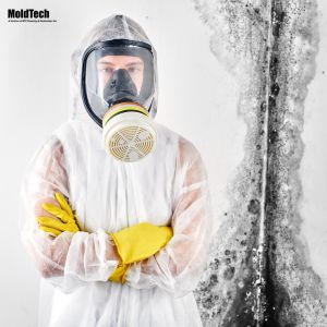 Mold removal in Bradford