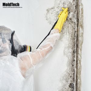 Mold Removal Etobicoke