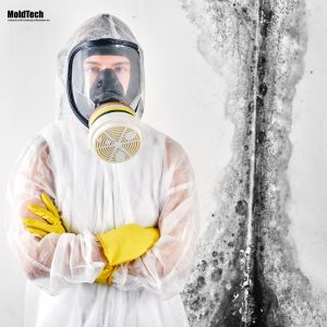 Mold removal in Aurora