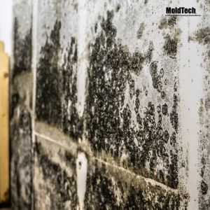 How to Choose the Right Professional for Black Mold Removal