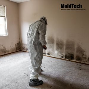 mold removal markham
