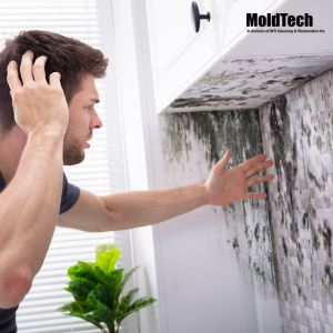 mold removal mississauga
