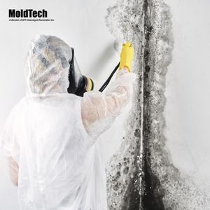 mold removal vaughan