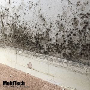 mold removal vaughan