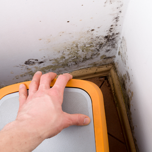 mould content removal toronto