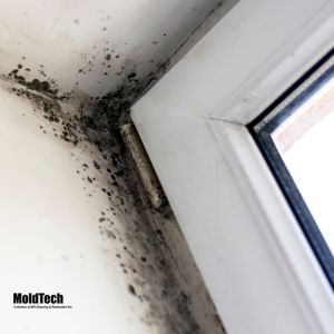 The Importance of Regular Mold Testing in Vaughan