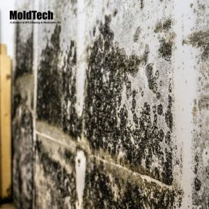 mold testing markham