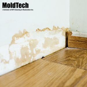 black mold removal