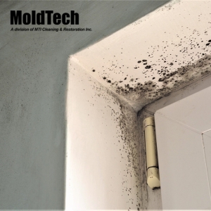 mold testing Toronto