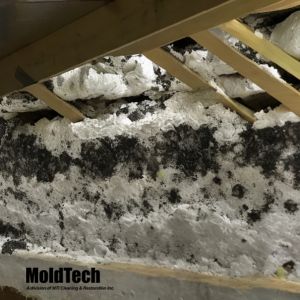 attic mold removal