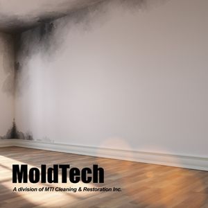 black mold removal Toronto