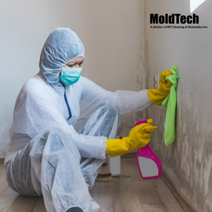 mold remediation Toronto