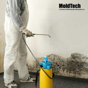 mold removal Vaughan