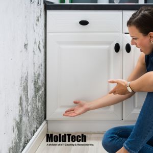 mold testing and removal Vaughan