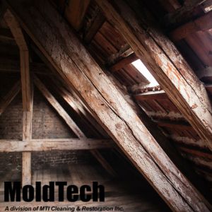 Attic Mold Removal in Toronto