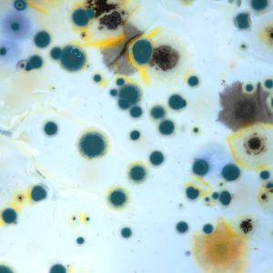 What are the Top 5 Sources of Mold Growth